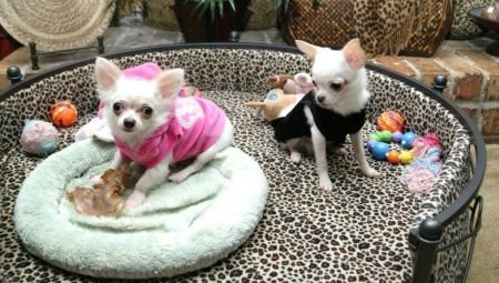 Choosing clothes for the Chihuahua