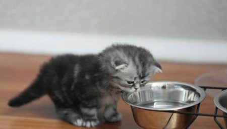 Choisir la nourriture pour les chats écossais