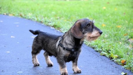 Wire-haired dachshunds: types, nature and characteristics of care