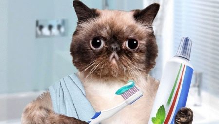 Toothpaste for cats: types, choices and tips for use