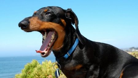 Dachshund's teeth: when do they change in a puppy and how to care for them?