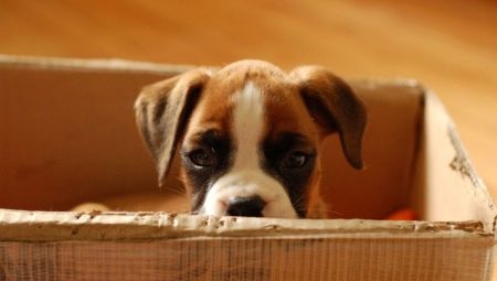 Adaptation of a puppy and an adult dog in a new home