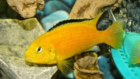 African cichlids: description, types, maintenance and care