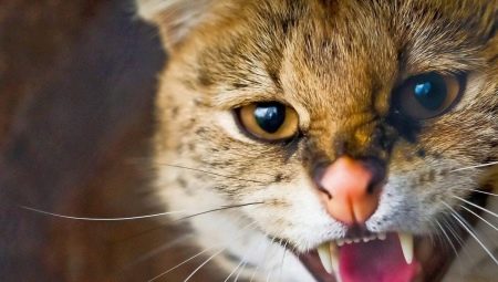 Aggression in cats and cats: the main causes and solutions to the problem