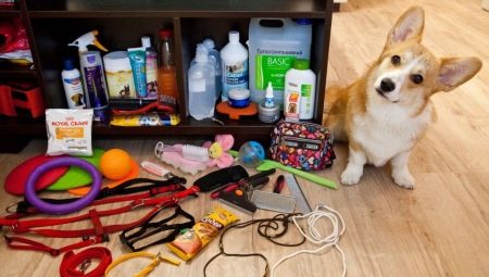 Accessories for dogs: variety of types and selection rules