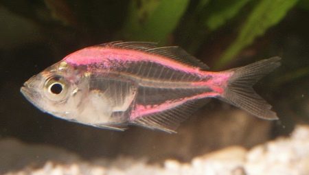 Aquarium fish glass perch: description, content and breeding