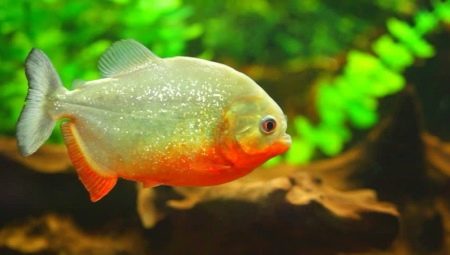 Aquarium piranhas: types and content