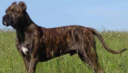 Alan dog: what the breed looks like, a description of its character and the nuances of its content