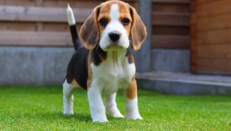 Alimony puppy: what does it mean?