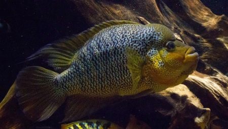 Cichlidés américains: description et types, entretien en aquarium