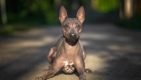 American Hairless Terrier: features, maintenance and feeding