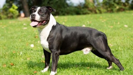 American Staffordshire Terrier: χαρακτηριστικά φυλής και αναπαραγωγή