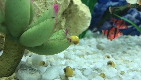 Ampularia dans l'aquarium : sont-ils bénéfiques ou nuisibles ?