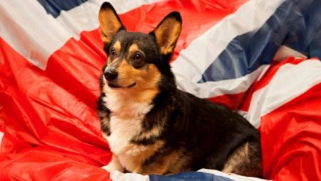 English nicknames for dogs: the best options