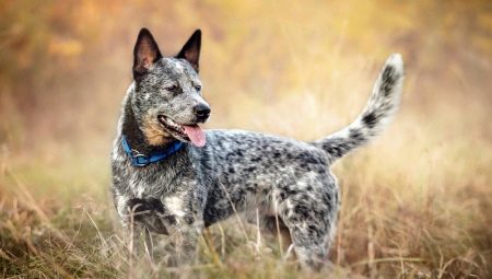 Australian cattle dogs: history of the breed, temperament and rules of care