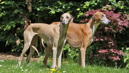 Azawak : description de la race de chien, du tempérament et des bases des soins