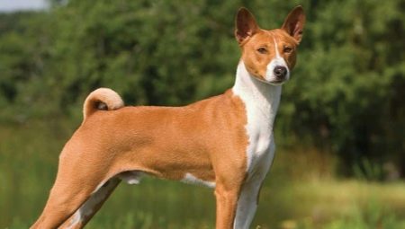 Basenji: description of the breed, rules of maintenance and upbringing