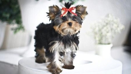 Baby face in Yorkshire terriers