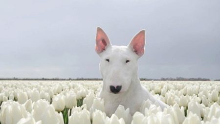 White bull terrier: description and features of the content