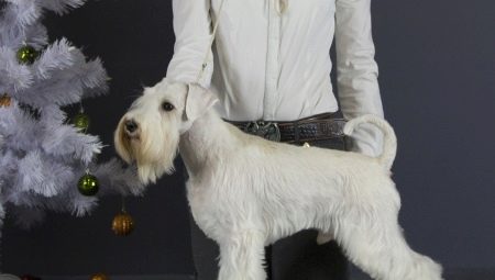 White miniature schnauzer: what does it look like and how to care for it?