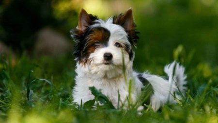 White Yorkshire Terrier: what does it look like, how to choose and care for a puppy?
