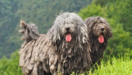 Bergamskaya Shepherd Dog: features of the breed, upbringing and maintenance