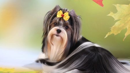 Biewer Yorkshire Terrier : à quoi ressemble-t-il et comment le garder ?