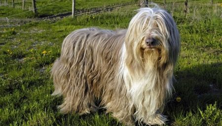 Bearded collie: features of the breed, feeding and care