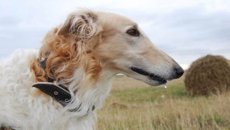 Greyhounds: description, types and rules of maintenance