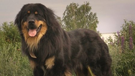 Buryat-Mongolian wolfhounds: history of the breed, temperament, choice of names, basics of care