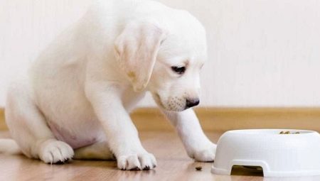 What and how to feed the puppy?