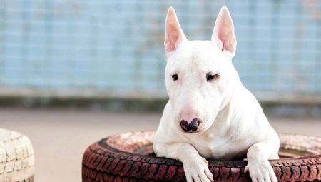 Pourquoi un bull terrier est-il dangereux ?