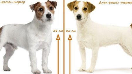 Quelle est la différence entre un parson russell terrier et un jack russell terrier ?