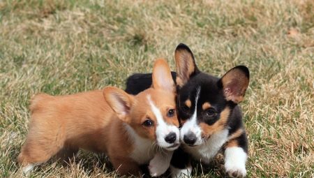 What is the difference between the Welsh Corgi Cardigan and the Welsh Corgi Pembroke?