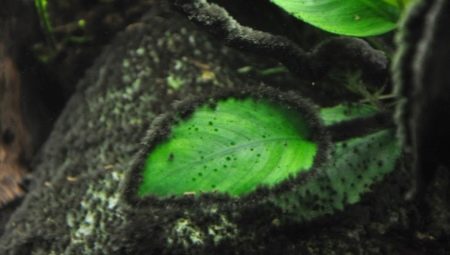 Black beard in an aquarium: what is it, why does it appear and how to get rid of it?