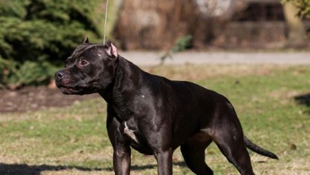 Black pitbull: description and nuances of content