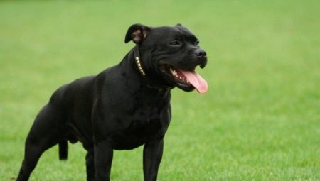 Black Staffordshire Terrier: πώς μοιάζει και πώς να το φροντίσετε;