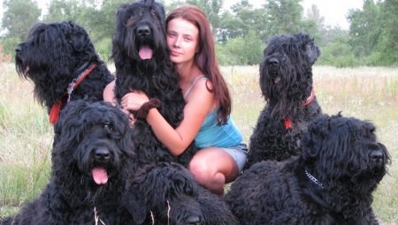 Black Terrier: breed description and keeping secrets