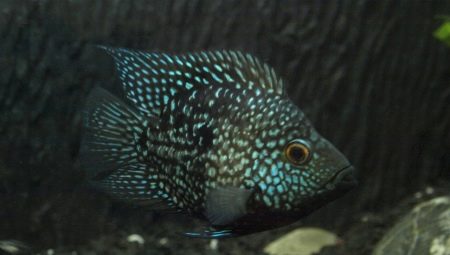 Diamond cichlazoma: what does it look like and how to care for it?
