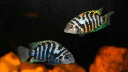 Cichlazoma black-striped: characteristics, features of care and breeding