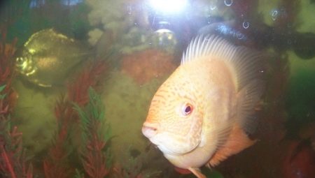 Cichlazoma flamingo: description, care, breeding and compatibility