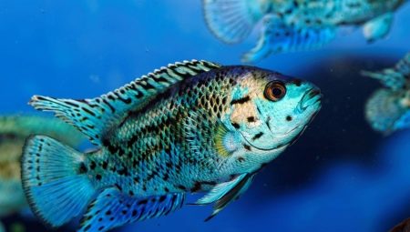 Cichlazoma: description, types and content