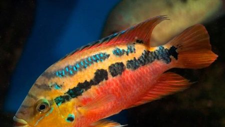 Tsichlazoma salvini : description, soins, élevage, compatibilité