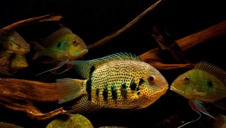 Cichlazoma severum: varieties, tips for care and breeding