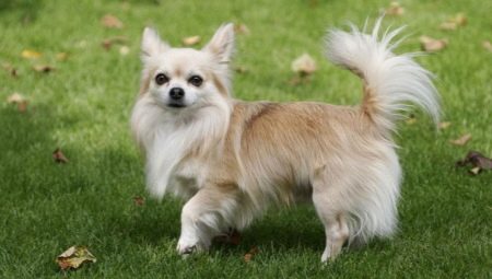 裝飾犬:品種描述和飼養特點