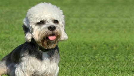 Dandy Dinmont Terrier: breed features and tips for caring for dogs