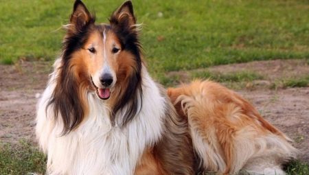 Rough collie: characteristics and content of the breed
