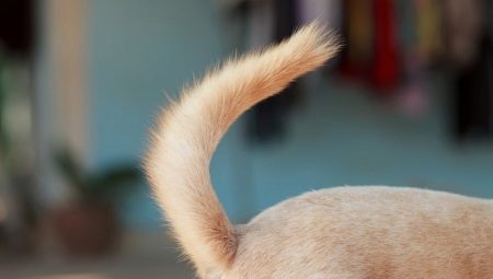 Why does a dog need a tail?
