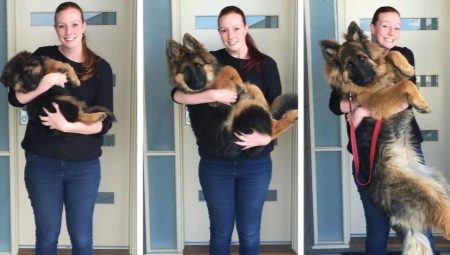How old do dogs of different breeds grow?