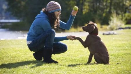 Puppy and adult dog training: features and basic commands